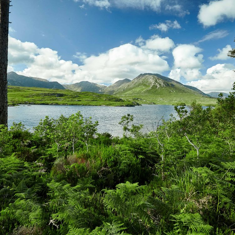 Pine Island, Derryclare Lough 06 Pine Island, Derryclare Lough 06